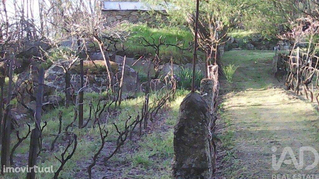 Terreno Agrícola em Moimenta da Serra e Vinhó de 2126,00 m2 - Grande imagem: 3/24