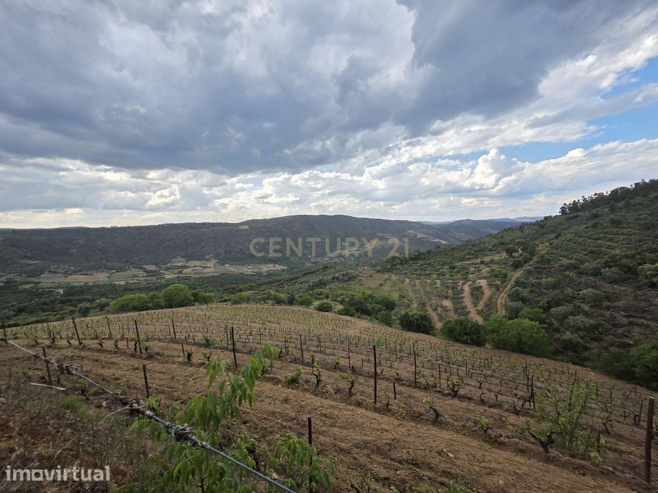Quinta dos Cantos — Propriedade com vinha, olival e potencial agrícola - Grande imagem: 4/39