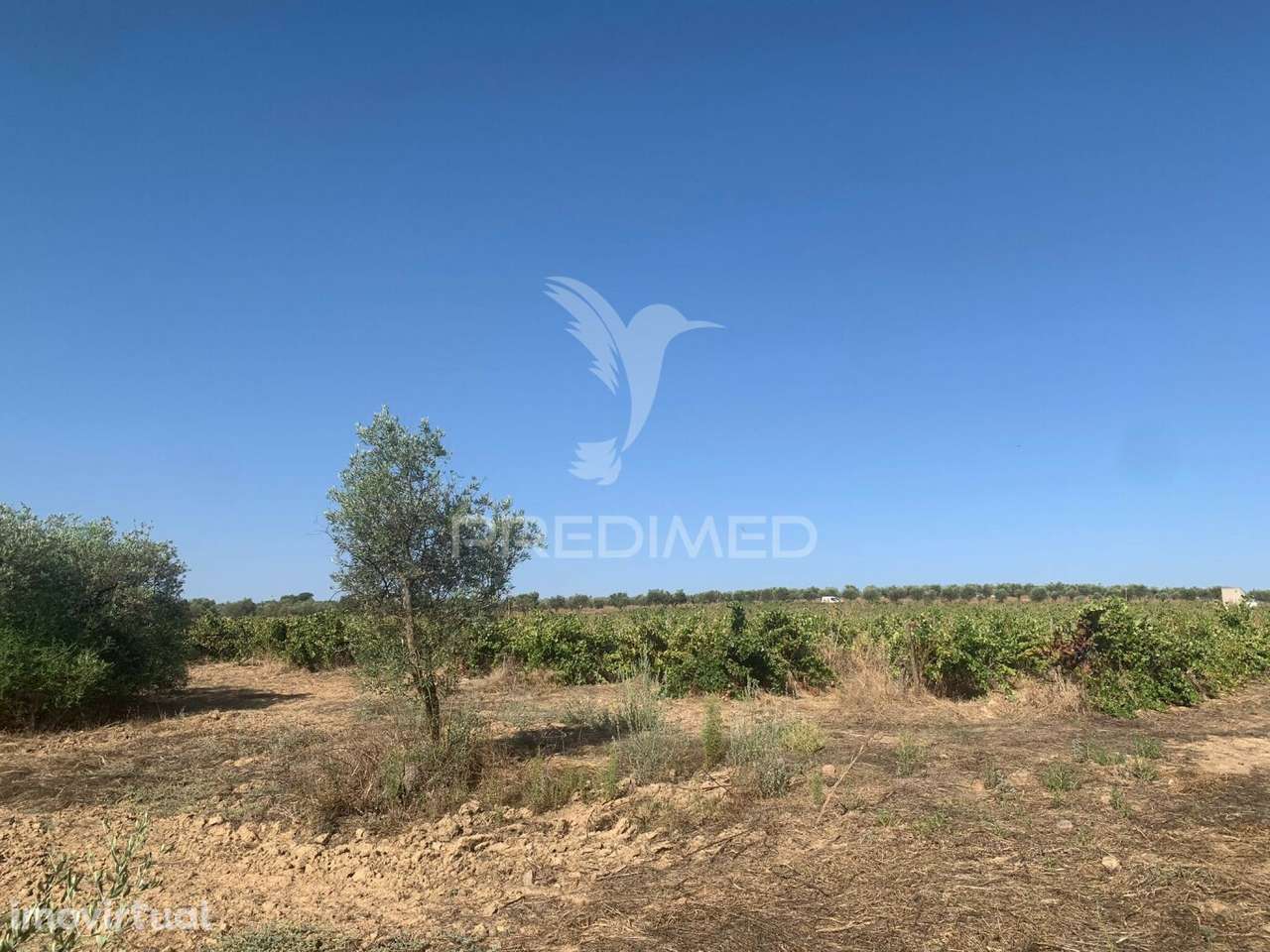 TERRENO COM VINHA E OLIVAL - Grande imagem: 5/30