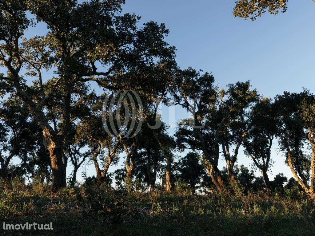 Terreno, com vista Mar e Serra, em Santiago do Cacém - Grande imagem: 3/26