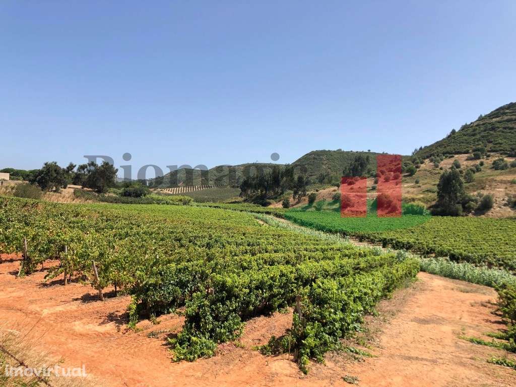 Quinta 20ha - parte Rústica junto à Serra do Montejunto***RIOMAGIC*** - Grande imagem: 5/10