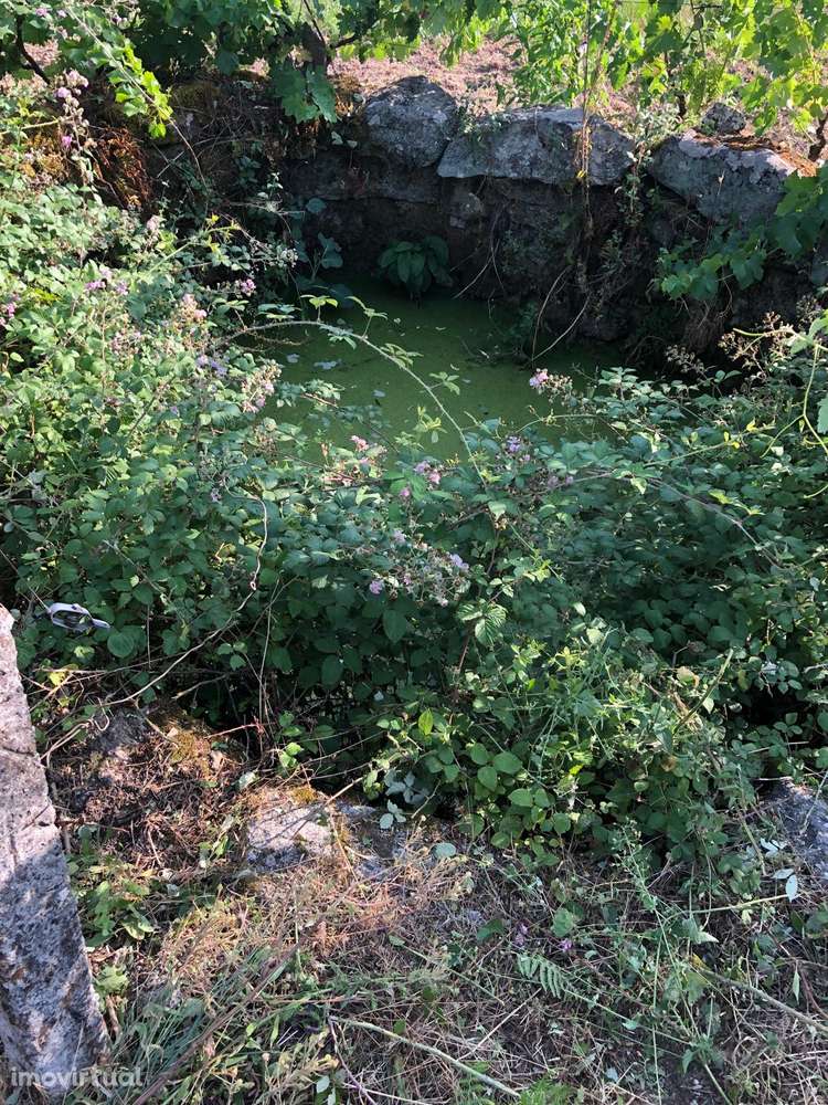 Excelente Quinta na Beira Alta com cerca de 2 Hectares - Grande imagem: 4/15