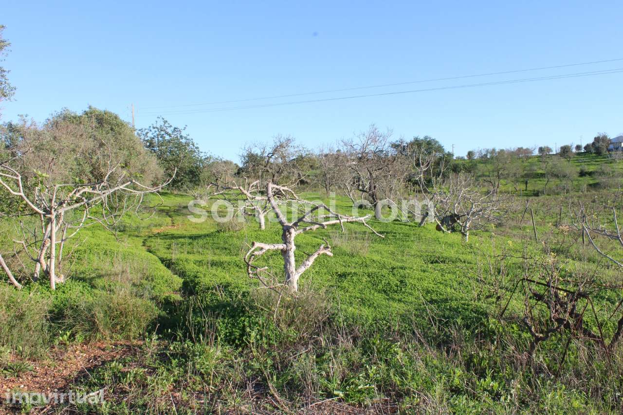 Terreno Rústico  Venda em Estômbar e Parchal,Lagoa (Algarve) - Grande imagem: 4/7