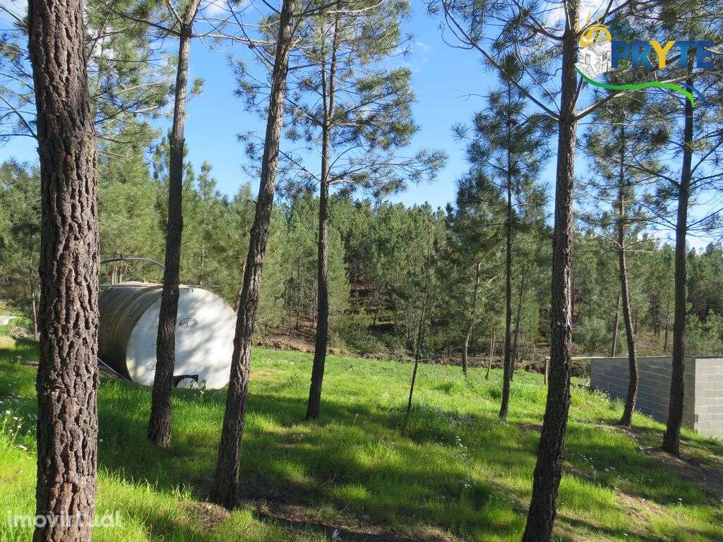 Quinta situada perto de Proença-a-Nova - Grande imagem: 4/21