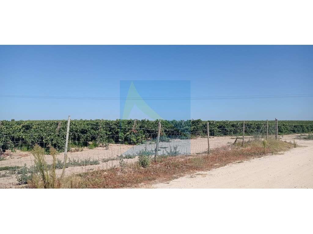 Propriedade Vitivinícola | 130.000 m² | Syrah & Moscatel - Grande imagem: 5/8