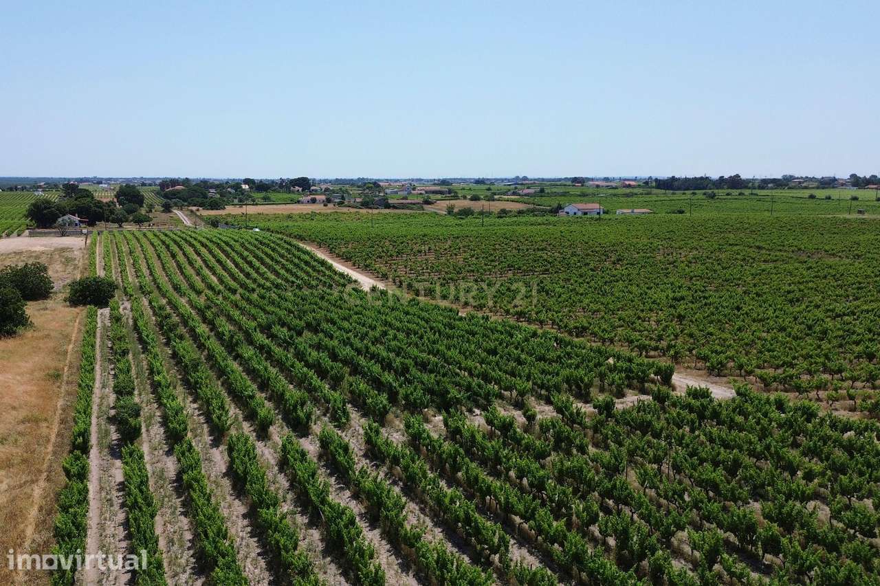 Terreno no Lau com vinhas certificadas - Grande imagem: 2/21