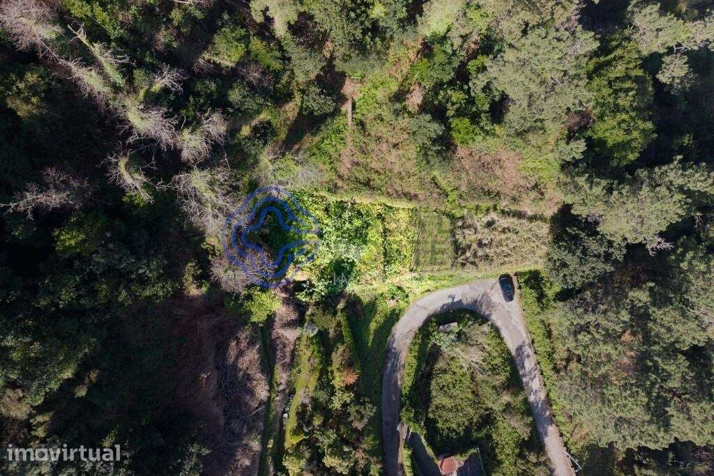 Terreno Rústico em Espaço Florestal Misto — Achada do Loural, São Vice - Grande imagem: 5/10