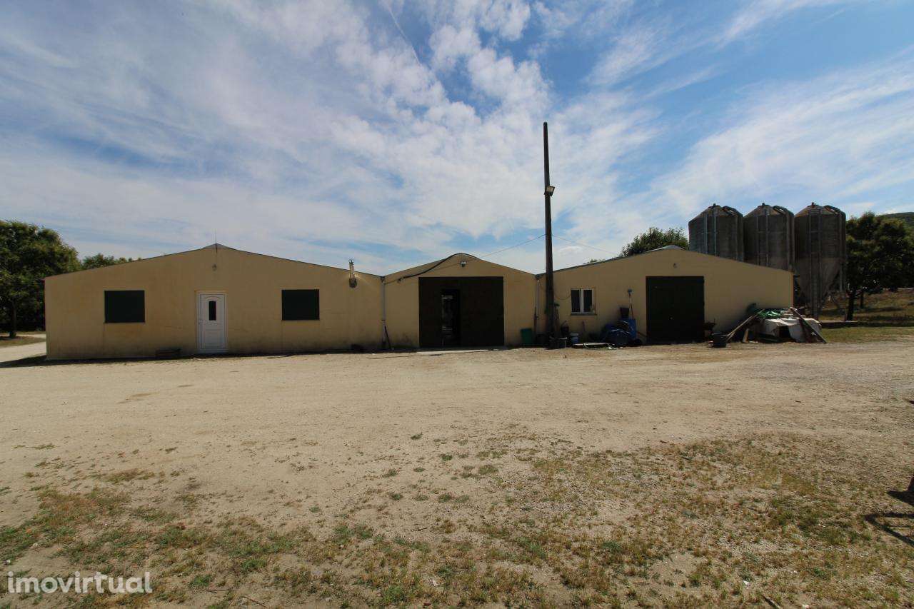 Aviário em Funcionamento-Excelente Rentabilidade - Grande imagem: 2/22