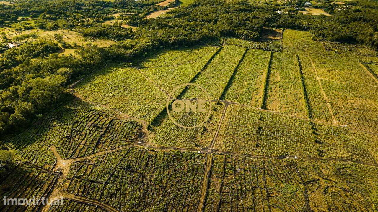 Terreno com vinha à venda na ilha do Pico - Grande imagem: 4/8