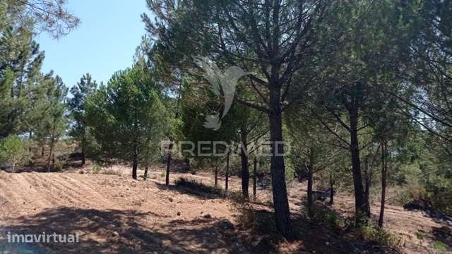 Conjunto de duas herdades 71,70 hectares, junto à vila de Mora. - Grande imagem: 5/34