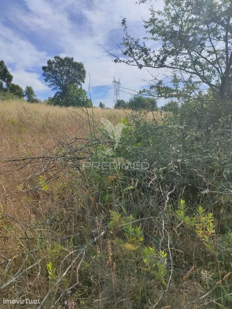 Terreno Rústico - Pai de Aviz, Tomar - Grande imagem: 2/9