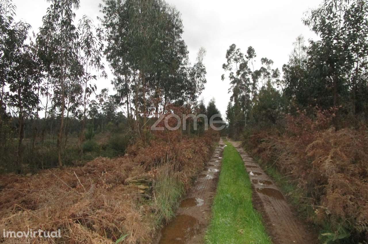 Excelente Lote de Terreno rústico em Fradelos, Vila Nova de Famalic... - Grande imagem: 4/15