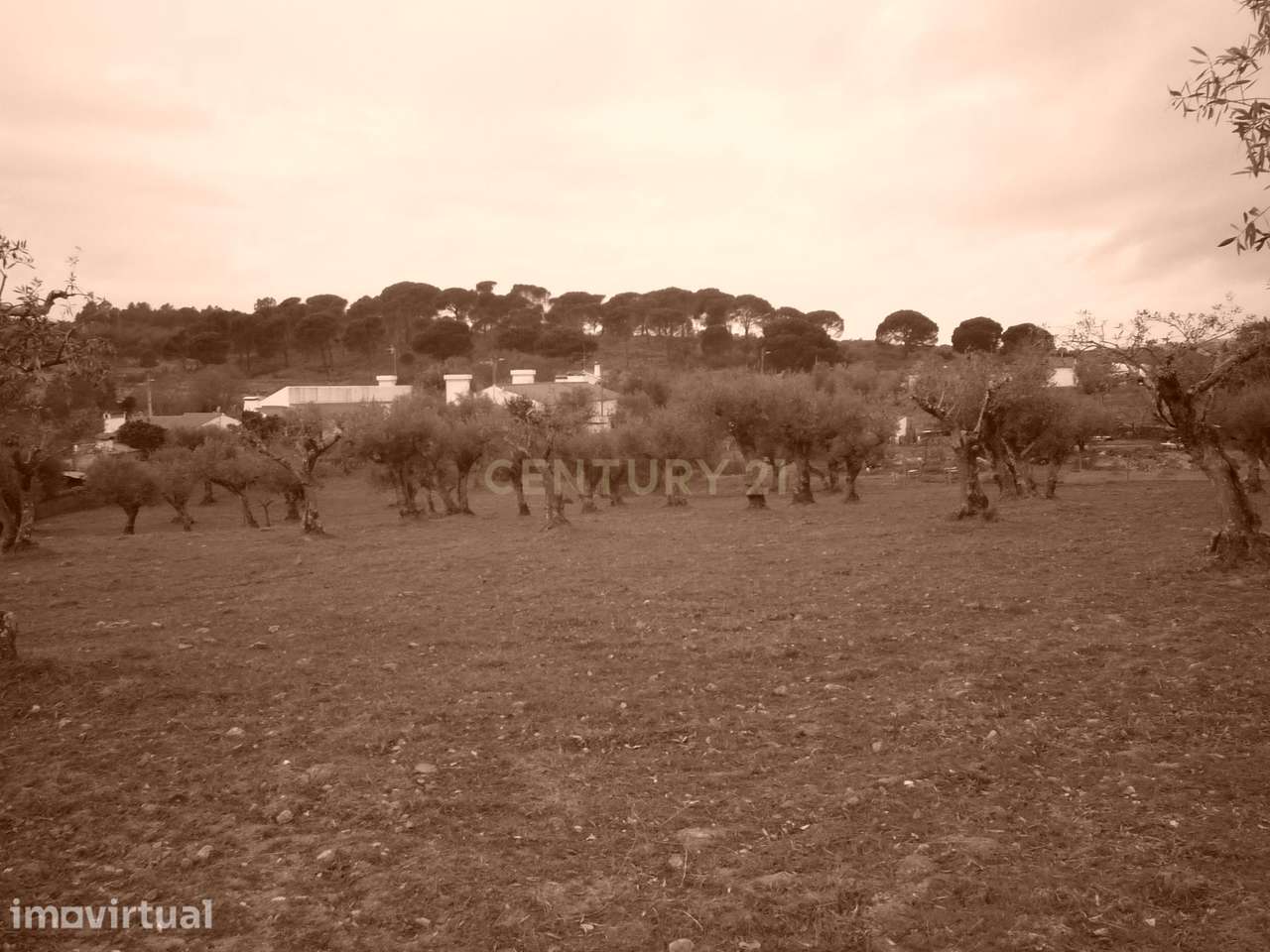 Vende-se Olival em Porto da Boga Portalegre - Grande imagem: 5/6