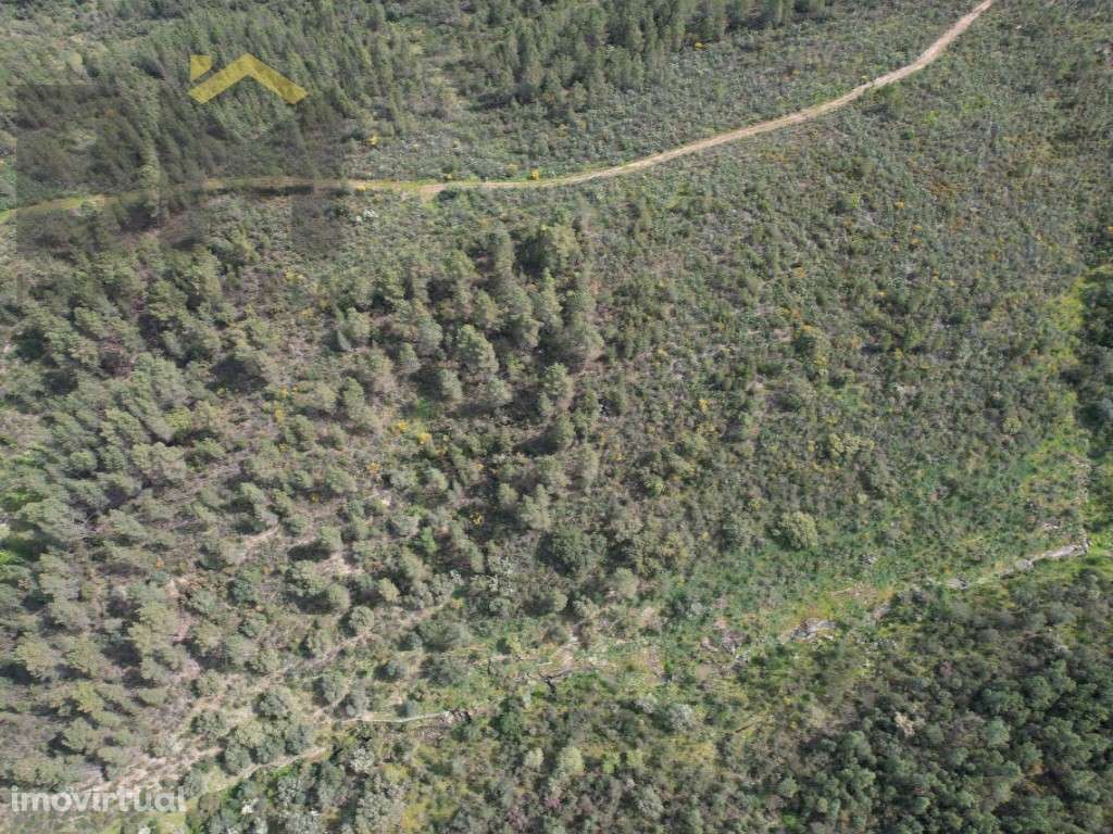 Terreno Rústico com 14.080 m² - Salgueiro do Campo - Grande imagem: 3/4