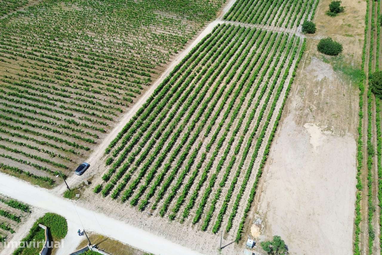 Terreno no Lau com vinhas certificadas - Grande imagem: 3/21