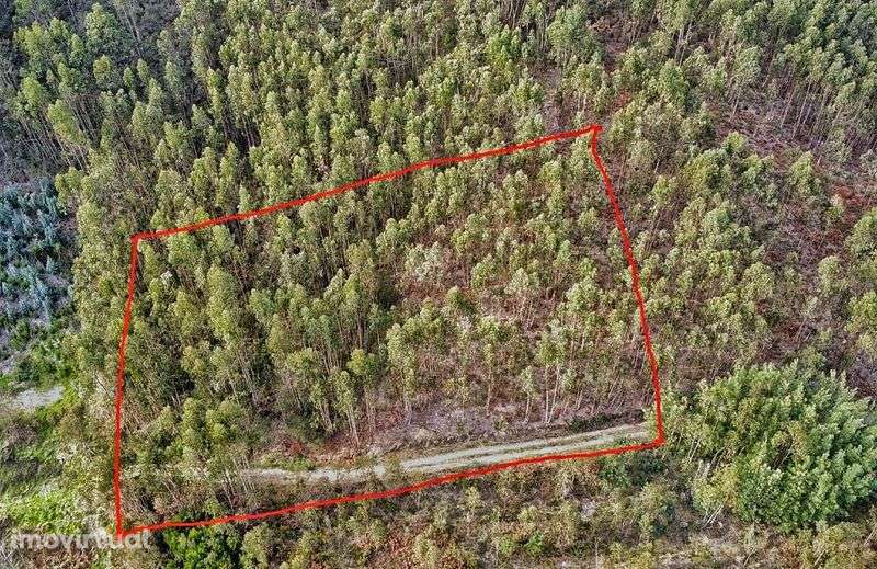 Terreno Rústico 5€ m2 - Grande imagem: 2/4