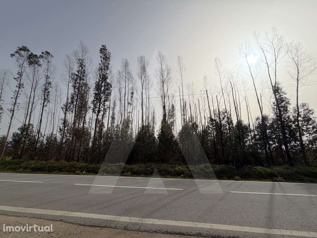 Terreno Rústico em Assilhó - Albergaria-a-Velha - Grande imagem: 5/16