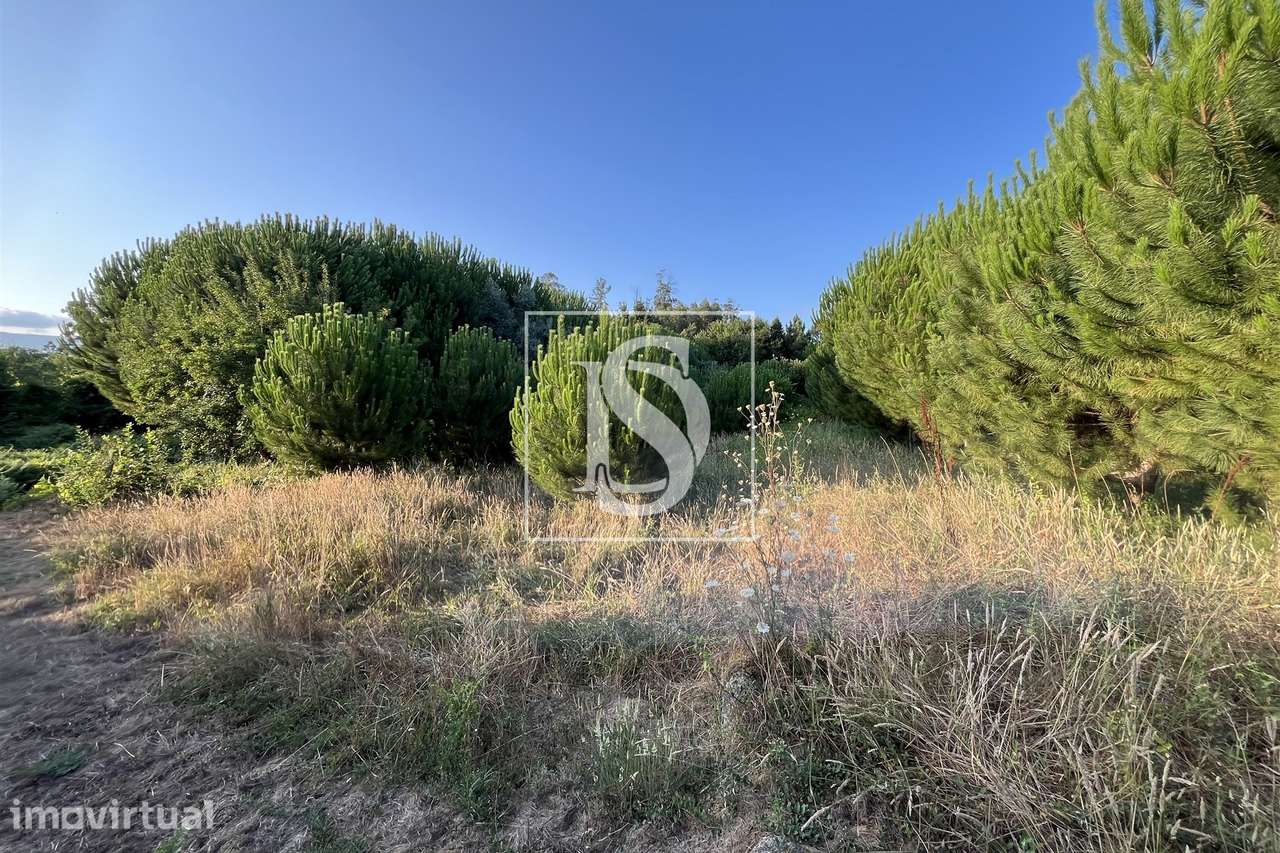 Terreno  Venda em Canas de Santa Maria,Tondela - Grande imagem: 3/7