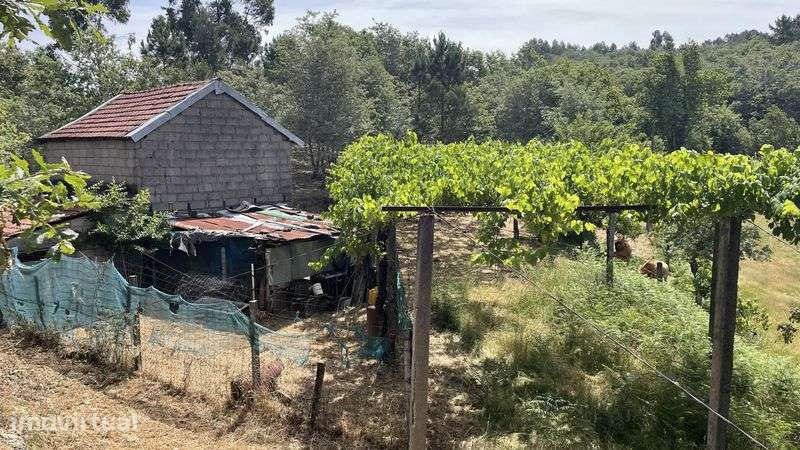 Oprtunidade- Quinta com casa rustica para restauro - Grande imagem: 2/7