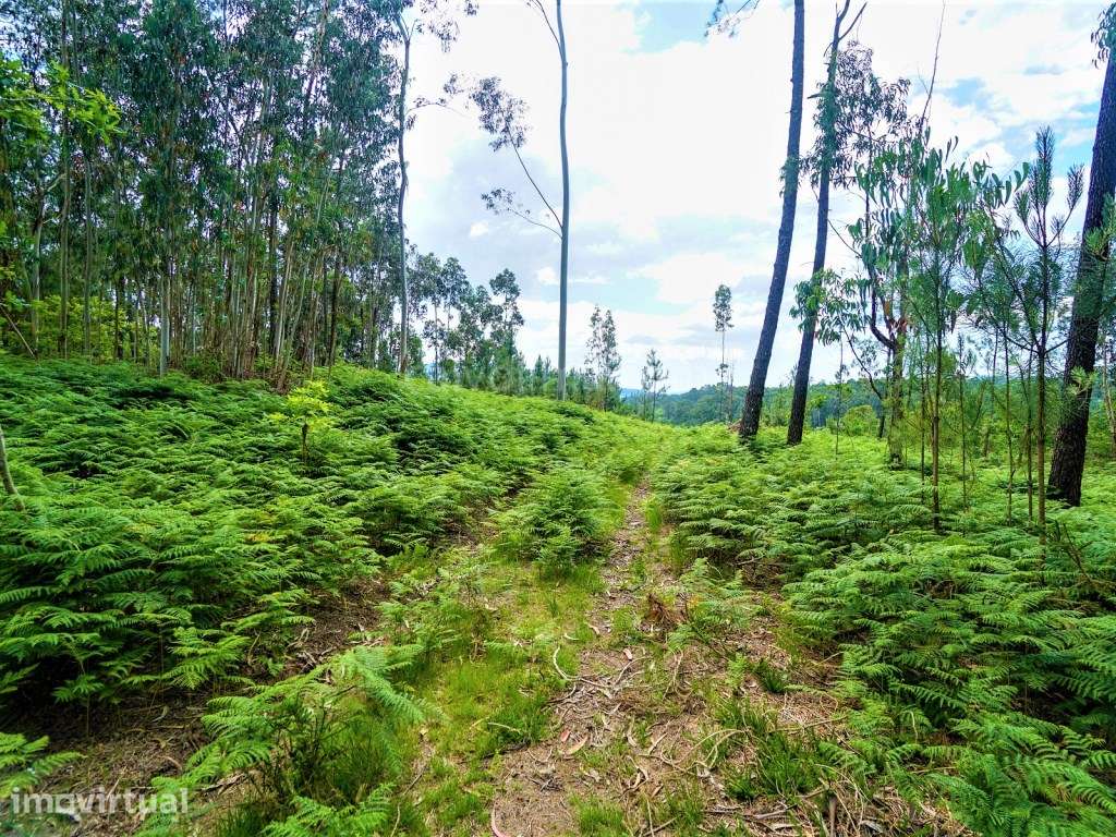 Terreno em zona de construção para venda, com vistas para o rio Min... - Grande imagem: 3/4