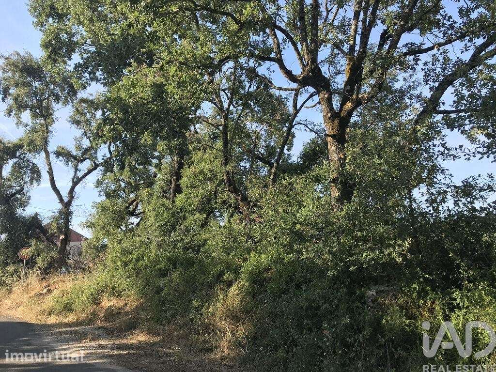 Terreno Agrícola em Chãos - Grande imagem: 2/32