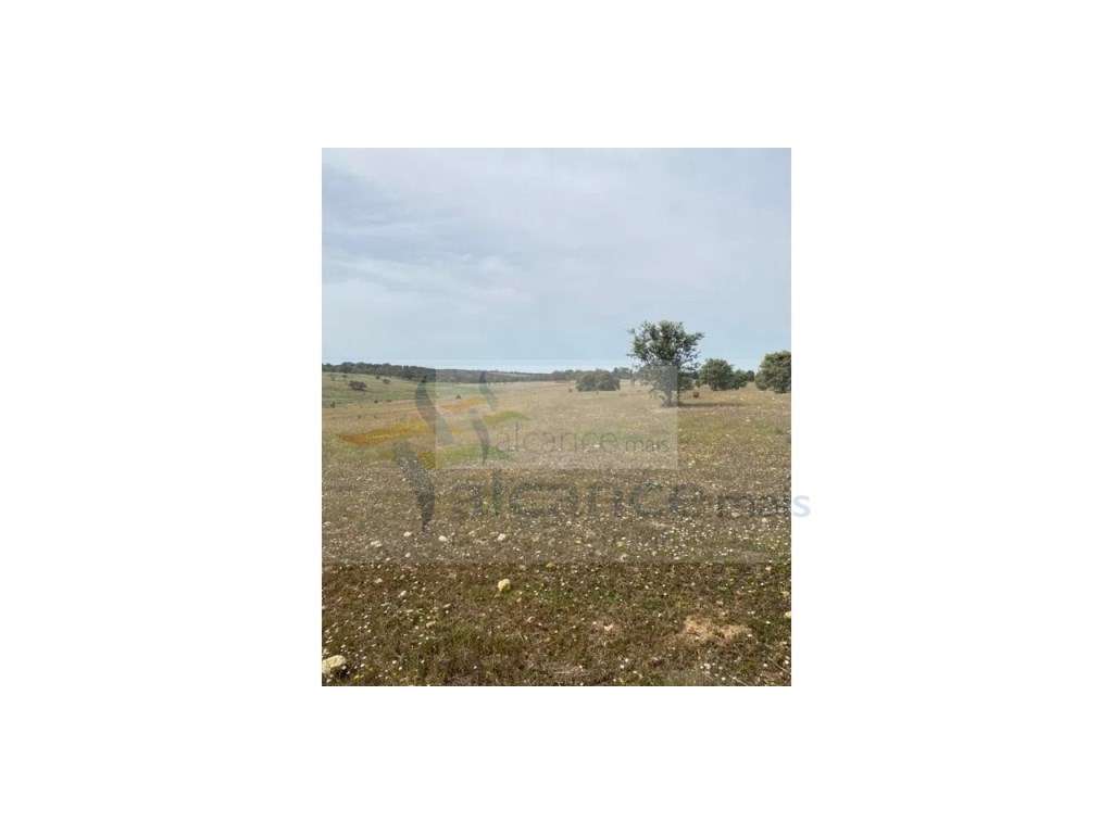 Terreno Agrícola com 5,775 hectares para venda em Vila Nova de São ... - Grande imagem: 5/13