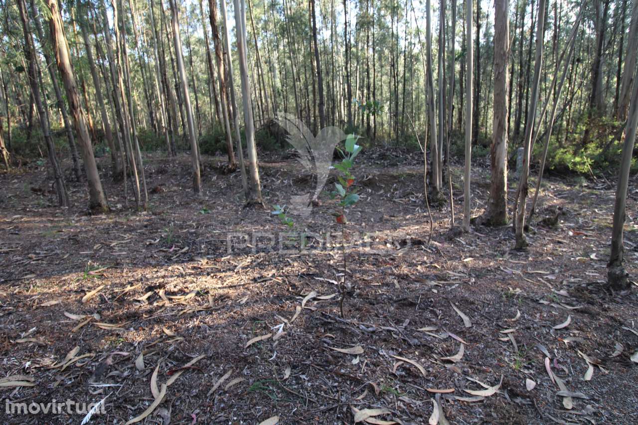 Terreno rústico com viabilidade construtiva, Lagares, Penafiel - Grande imagem: 2/19