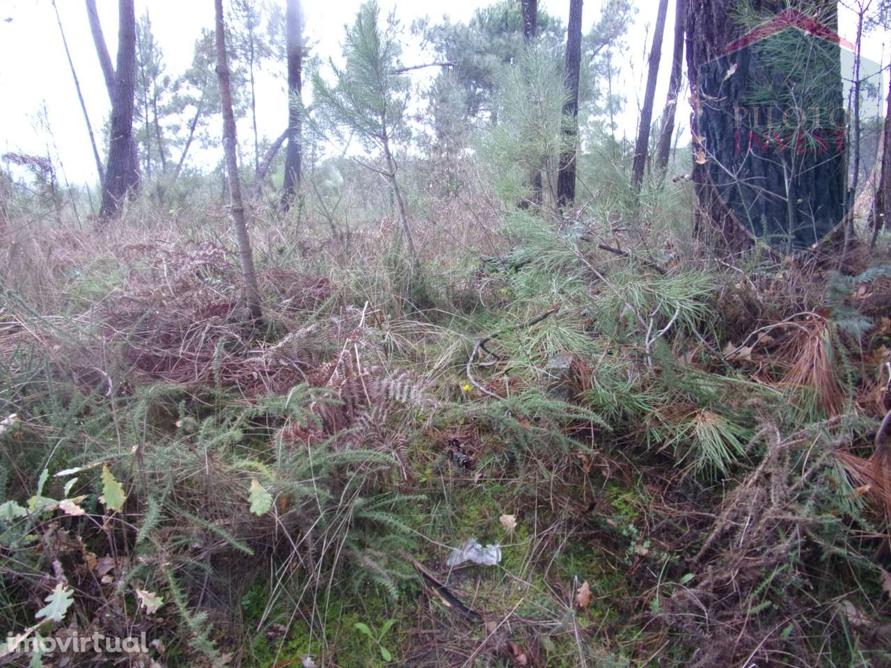 Terreno Para Construção  Venda em Silgueiros,Viseu - Grande imagem: 3/12