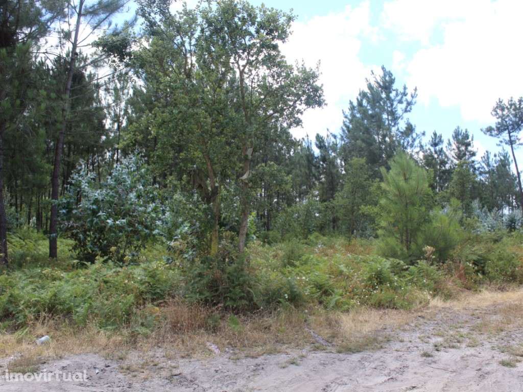 Terreno c/ 10712m2 - Grande imagem: 4/8