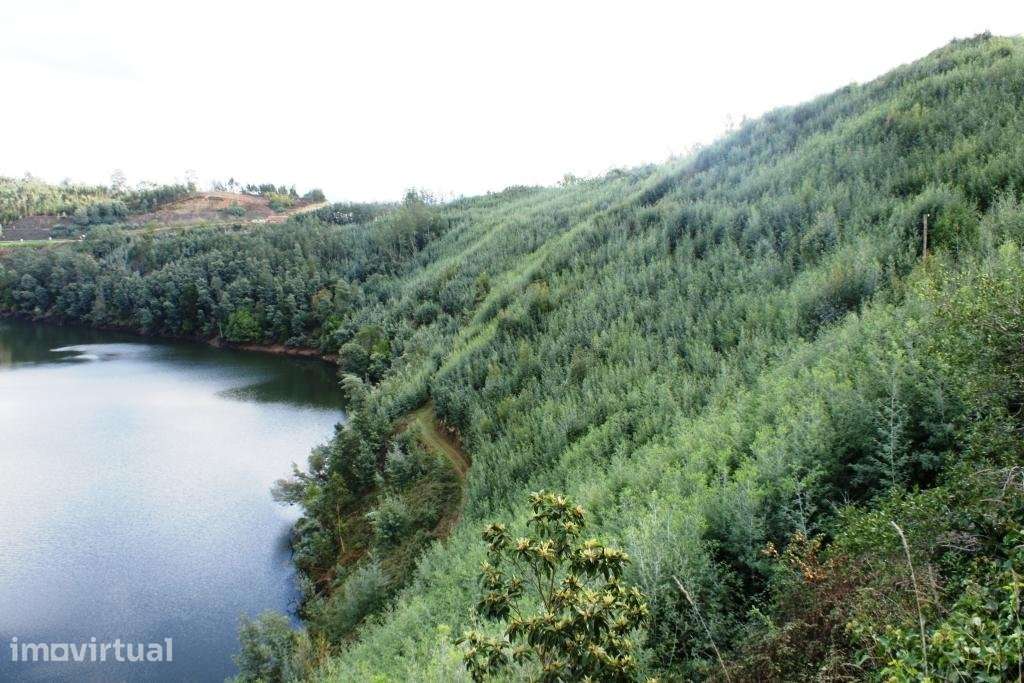 Herdade à venda em Penacova - Grande imagem: 4/25