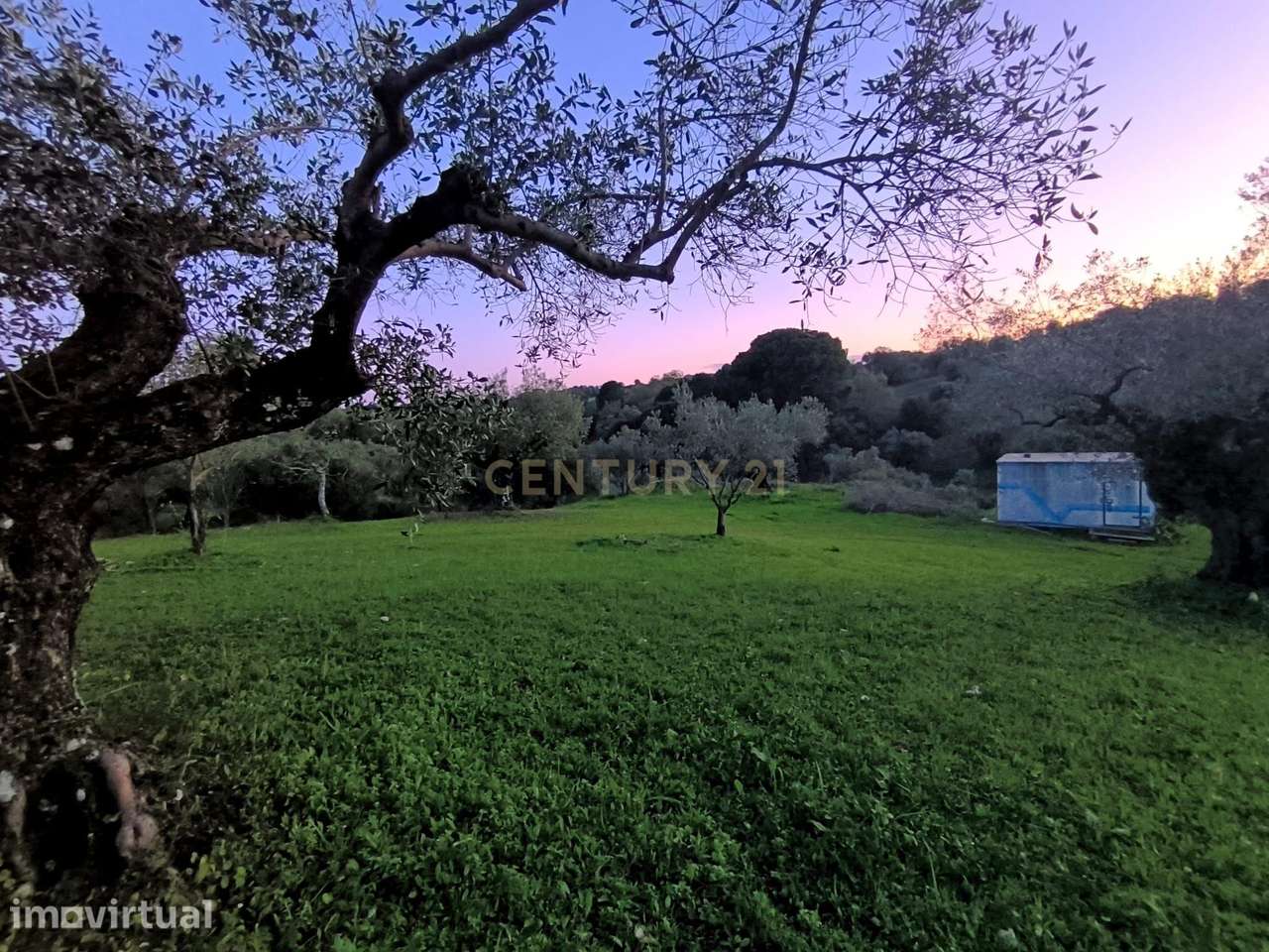 Olival para Venda – Pedrógão, Torres Novas - Grande imagem: 3/19