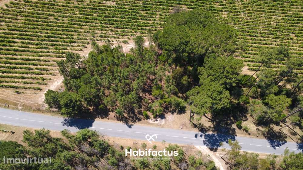 Terreno Agrícola à Venda em Nelas - Grande imagem: 3/14