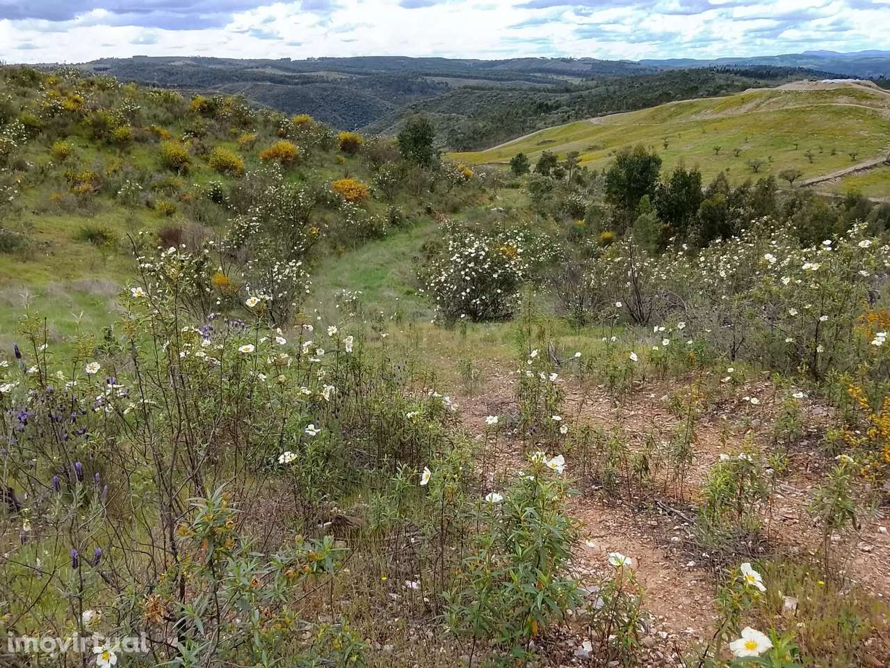 Terreno Rústico 1.6ha- Santana, Nisa - Grande imagem: 5/13