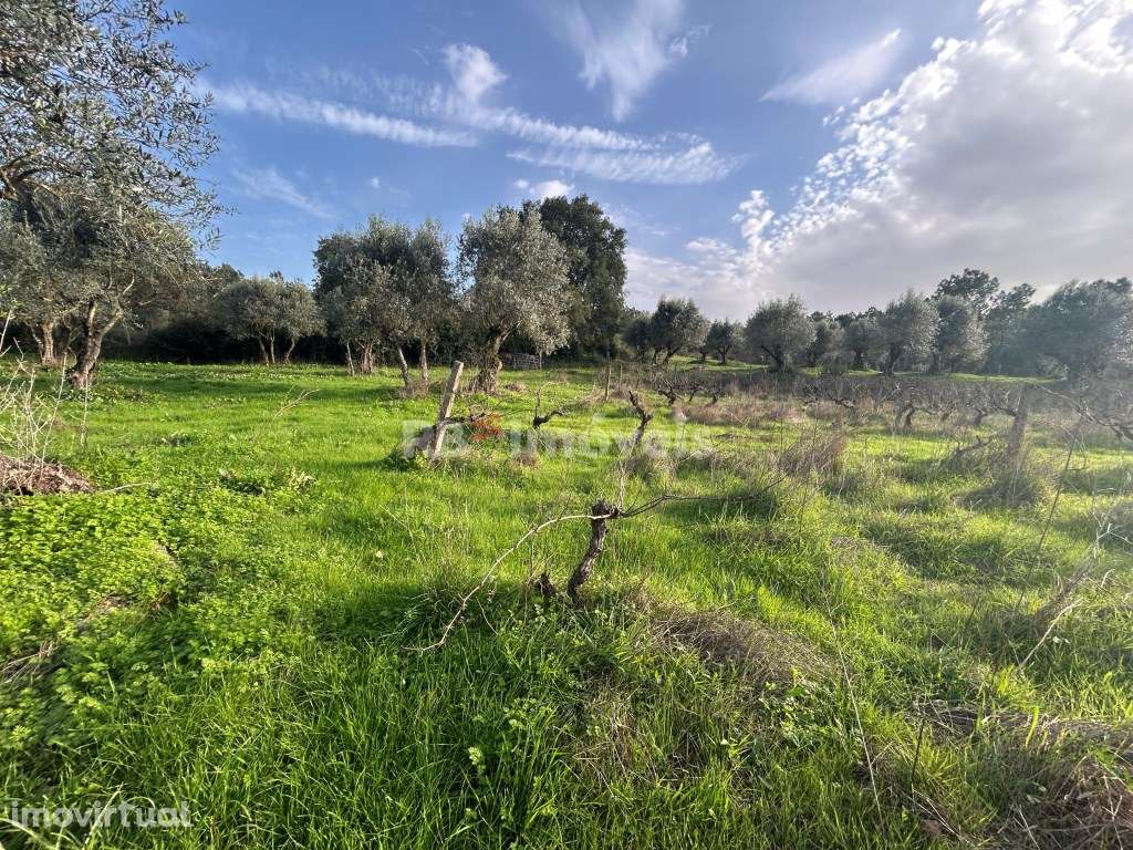 Terreno rústico 3 poços - Cardelas, Tomar - Grande imagem: 2/33