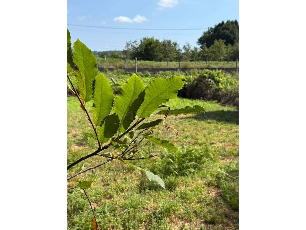 Terreno para construção em Lemenhe. - Grande imagem: 4/19