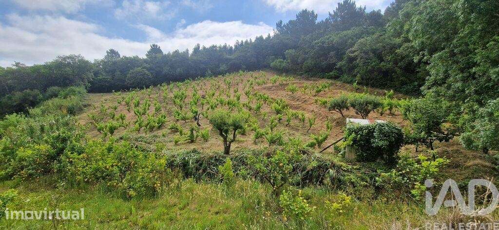 Terreno Agrícola em Mafra - Grande imagem: 5/25
