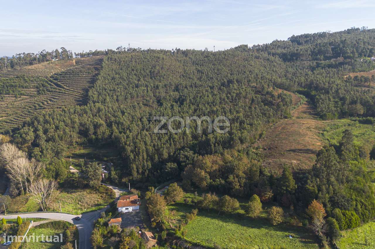 Casal - Terreno de uso Silvícola e Agrícola c/ 44.077 m², em Sobrei... - Grande imagem: 2/15