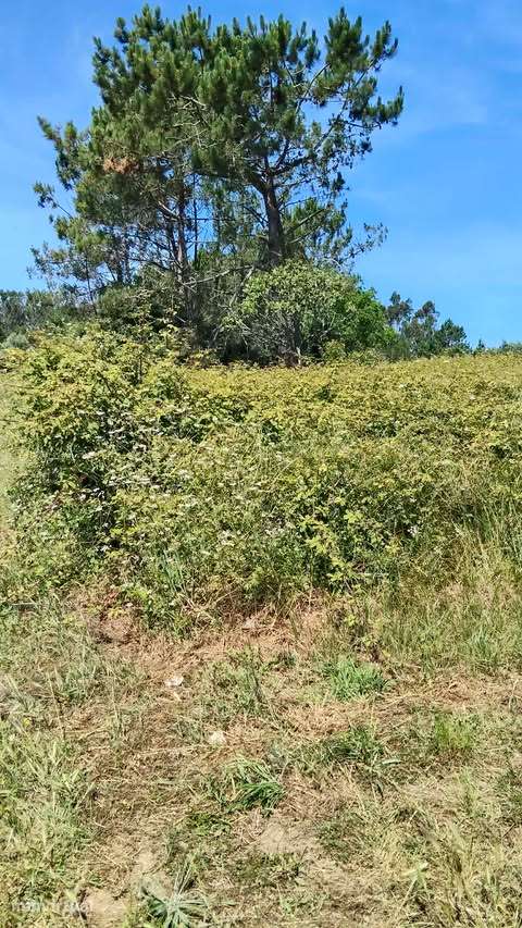 Terreno rústico com 900m2(aceito carro ou mota)plano. - Grande imagem: 4/4