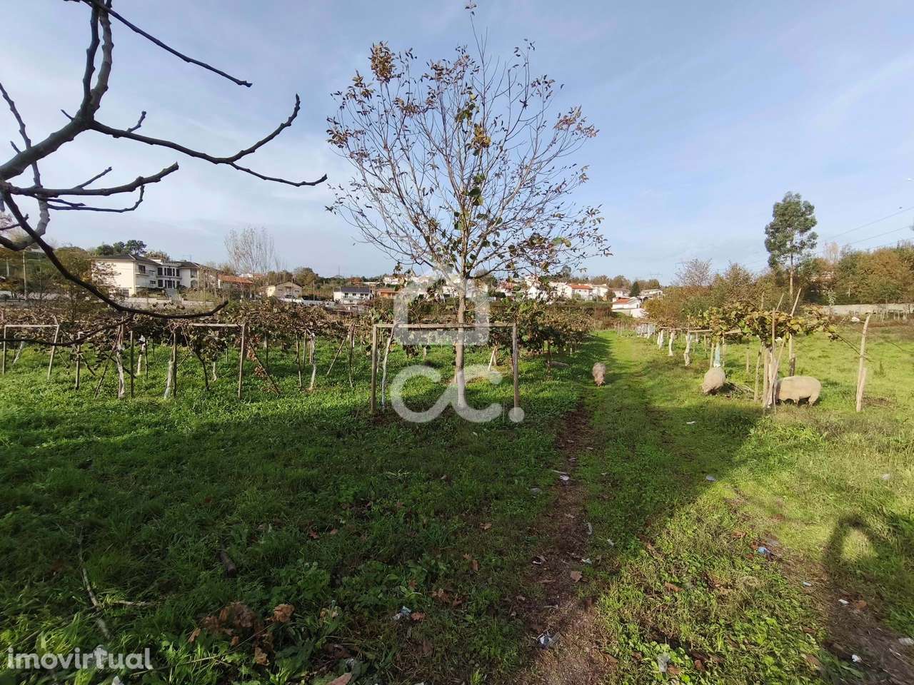 Terreno em Gondar - Guimarães - Grande imagem: 5/9