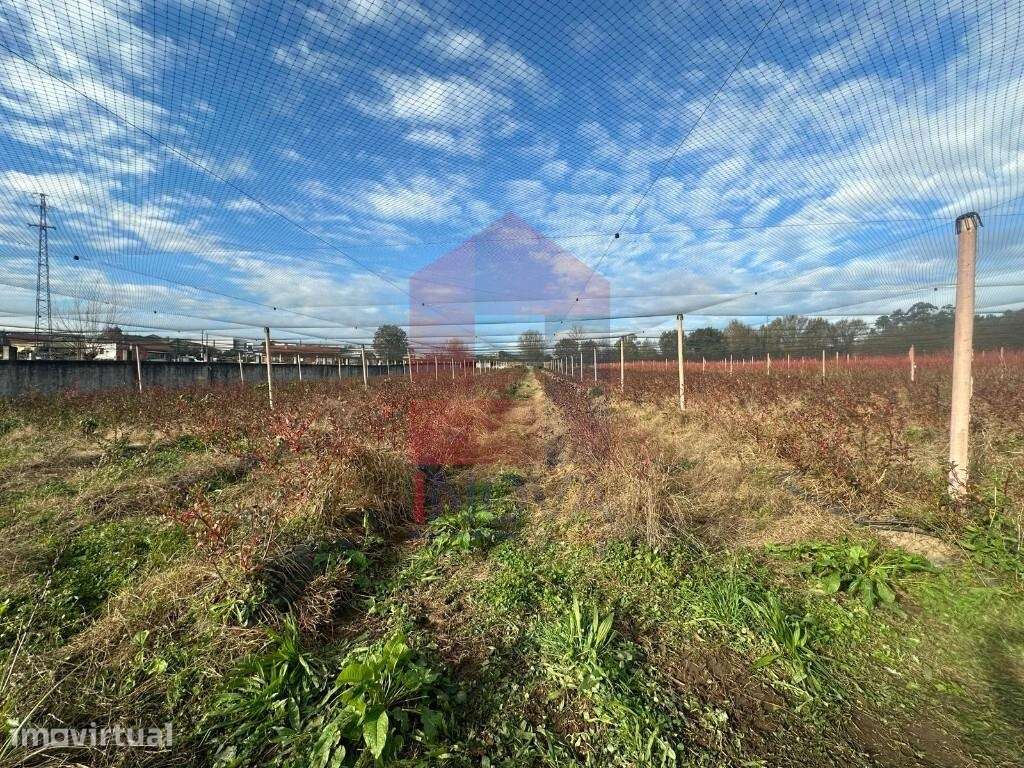 Terreno com plantação, Turiz - Grande imagem: 2/27