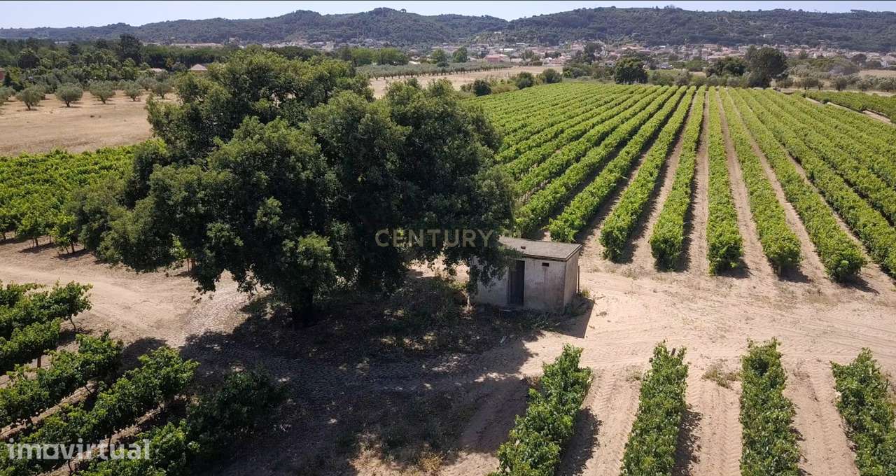 Vinha com 4 hectares, em Palmela, Setúbal - Grande imagem: 3/7