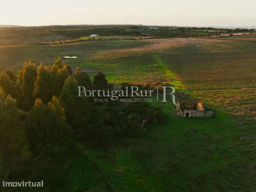 Propriedade vitivinicola com 32ha e marca própria em Nisa - Grande imagem: 3/49