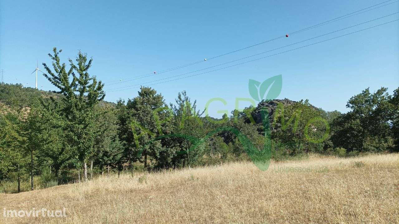Terreno rústico "Fontelos" em Penela da Beira - Grande imagem: 5/19