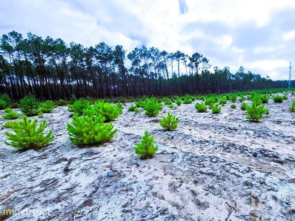 Terreno misto em Pataias e Martingança - Grande imagem: 2/23