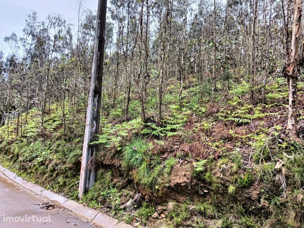 Terreno - Rota dos Moinhos - Angeja - Grande imagem: 5/13
