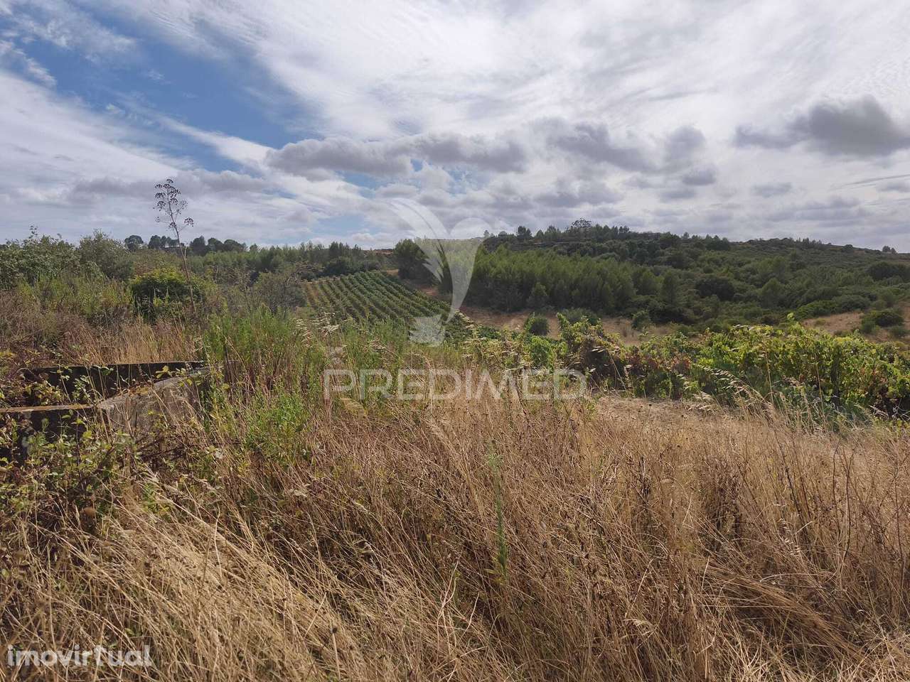 Terreno Rustico Vinha Produtiva - Grande imagem: 2/9