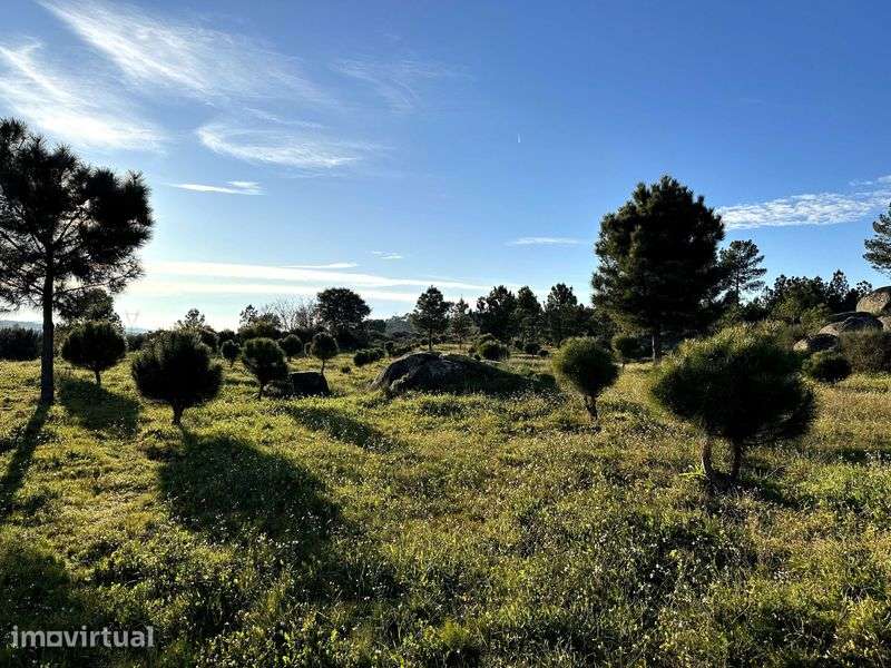 Refúgio de 9 Hectares com Vistas para a Serra da Estrela - Grande imagem: 5/12