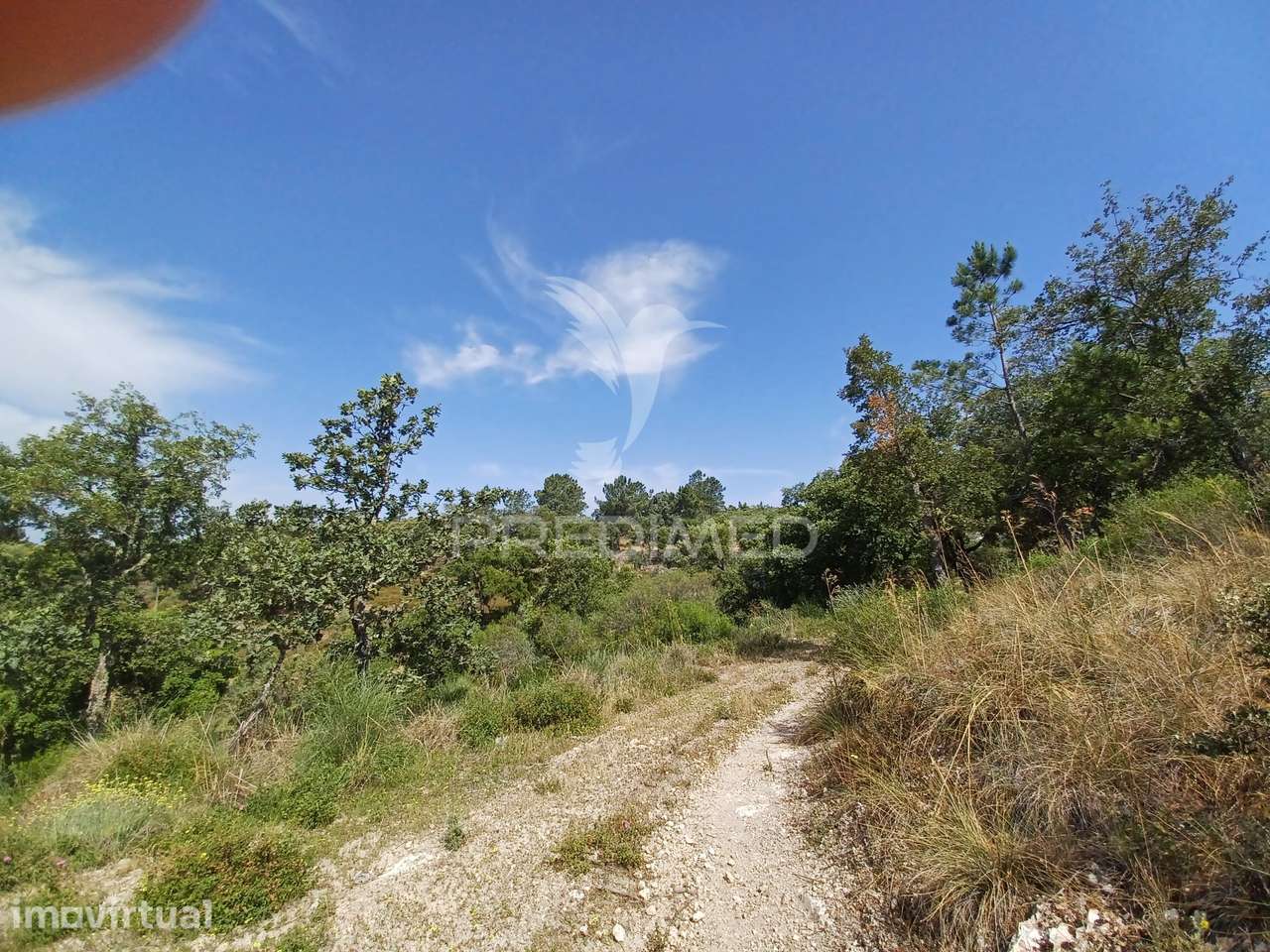 TERRENO RÚSTICO 5,425 HA - Portalegre - Grande imagem: 5/5