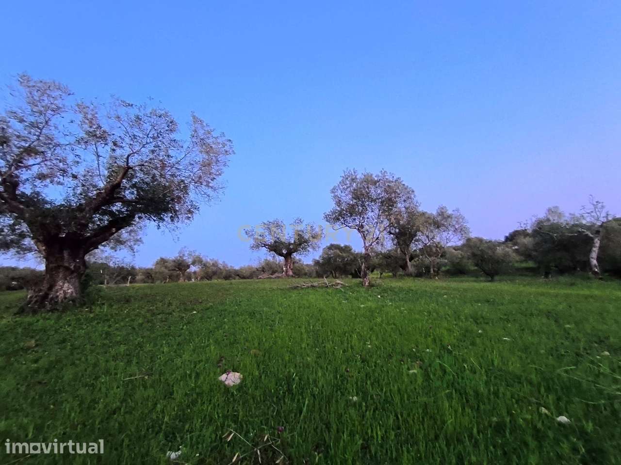 Olival para Venda – Pedrógão, Torres Novas - Grande imagem: 4/19