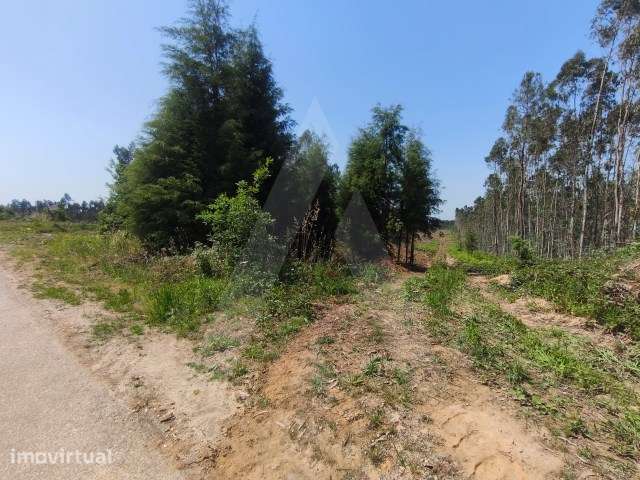 Terreno urbanizável com 11500m2 em Castanheira do Vouga - Grande imagem: 3/9